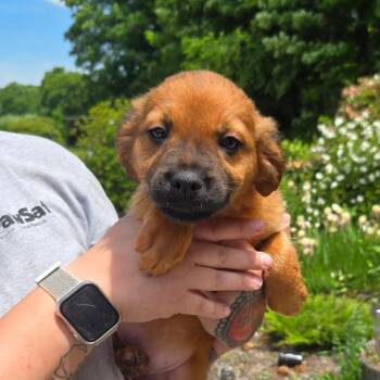CT Remy avail Jun 13 (Four Town Craft Fair- Somers, CT) -  Shepherd and Mixed Breed Dog for Adoption in Eastford, Connecticut - CT Remy Avail Jun 13 (Four Town Craft Fair- Somers, CT) | PetCurious