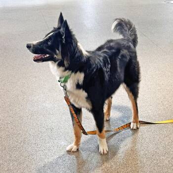 Koda -  Mixed Breed Dog for Adoption in Hailey, Idaho - Koda | PetCurious