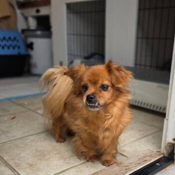 KAY -  Chihuahua Dog for Adoption in Waterford, New Jersey - KAY | PetCurious