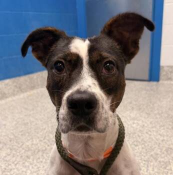 Dave -  American Staffordshire Terrier Dog for Adoption in Golden, Colorado - Dave | PetCurious