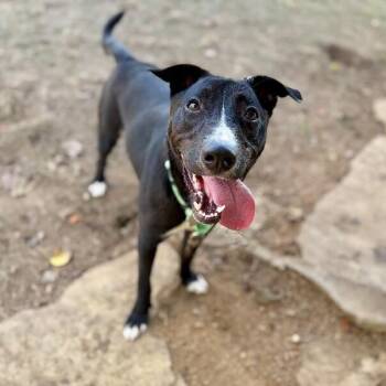 Wiggles the Good Vibes Only Guy -  Pit Bull Terrier and Staffordshire Bull Terrier Dog for Adoption in Friendswood, Texas - Wiggles The Good Vibes Only Guy | PetCurious