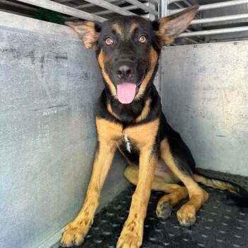 Shasta -  Shepherd Dog for Adoption in Edinburg, Texas - Shasta | PetCurious