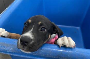 LORNA -  Mixed Breed Dog for Adoption in Dallas, Texas - LORNA | PetCurious