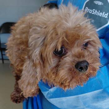 Reaper 5405 -  Cavalier King Charles Spaniel and Poodle Dog Available for Adoption in Loxahatchee Groves, Florida - Reaper 5405 | PetCurious