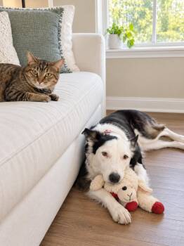 Kip -  Border Collie Dog for Adoption in Austin, Texas - Kip | PetCurious