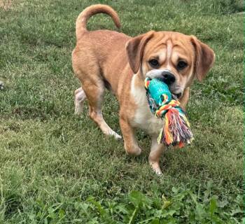 Arnie -  Pug Dog for Adoption in Merrillville, Indiana - Arnie | PetCurious