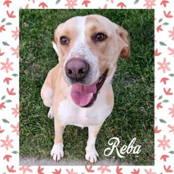 Reba -  Labrador Retriever and Hound Dog for Adoption in Mokena, Illinois - Reba | PetCurious