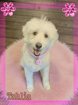 Talia -  Poodle and Australian Cattle Dog Blue Heeler Dog for Adoption in Grove, Oklahoma - Talia | PetCurious