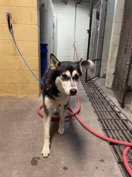 Siberian Husky Dogs Available for Adoption - STEWIE | PetCurious