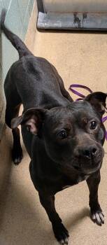 Pit Bull Terrier Dogs Available for Adoption - Finn | PetCurious