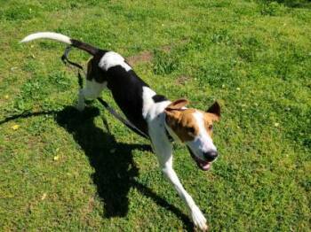 Pogo -  Hound and Bloodhound Dog for Adoption in Springfield, Missouri - Pogo | PetCurious