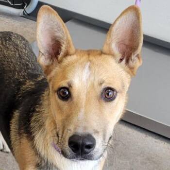 Rebel -  Mixed Breed Dog for Adoption in Las Cruces, New Mexico - Rebel | PetCurious