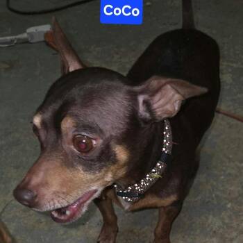CoCo -  Chihuahua and Mixed Breed Dog for Adoption in Overland Park, Kansas - CoCo | PetCurious