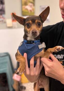Carmen -  Chihuahua Dog for Adoption in Ellicott City, Maryland - Carmen | PetCurious