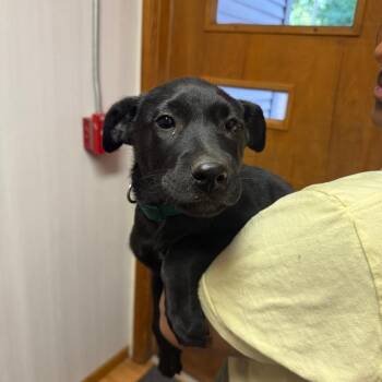 Boomer -  Labrador Retriever and Mixed Breed Dog for Adoption in Madison, Wisconsin - Boomer | PetCurious