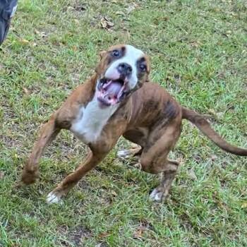 Beast Boy - Courtesy Post -  Boxer and Mixed Breed Dog for Adoption in Gulfport, Mississippi - Beast Boy - Courtesy Post | PetCurious