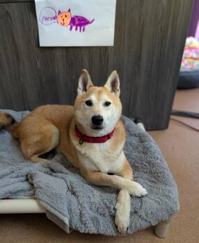 Tom Nook -  Shiba Inu Dog for Adoption in Santa Rosa, California - Tom Nook | PetCurious