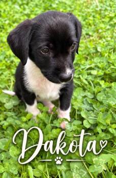 Dakota -  Flat Coated Retriever Dog for Adoption in Midway, Utah - Dakota | PetCurious