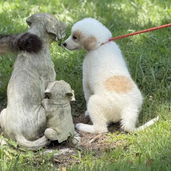 Celestria -  Great Pyrenees and Labrador Retriever Dog for Adoption in Locust Fork, Alabama - Celestria | PetCurious