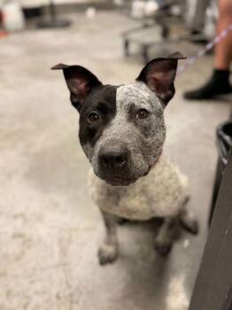 Australian Cattle Dog Blue Heeler Dogs Available for Adoption in Bowling Green, Kentucky - Nova - SPONSORED!! | PetCurious