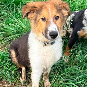 Collie and None Dogs Available for Adoption in Hackett, Arkansas - Holmes | PetCurious