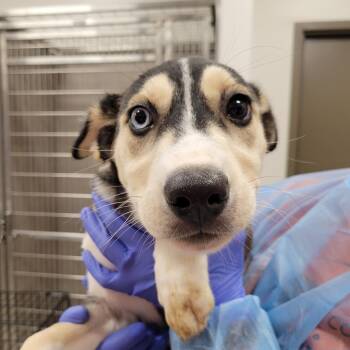 Nebula -  Husky and Mixed Breed Dog for Adoption in Nashville, Indiana - Nebula | PetCurious