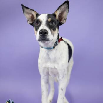 Astro -  Australian Cattle Dog Blue Heeler Dog for Adoption in Portland, Oregon - Astro | PetCurious