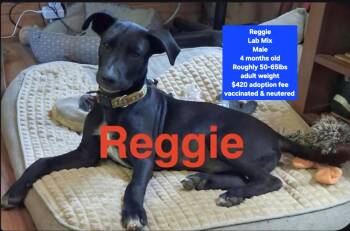 Reggie -  Black Labrador Retriever Dog for Adoption in Oviedo, Florida - Reggie | PetCurious