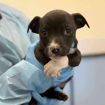 Pit Bull Terrier and Catahoula Leopard Dog Dogs Available for Adoption - Hooch | PetCurious