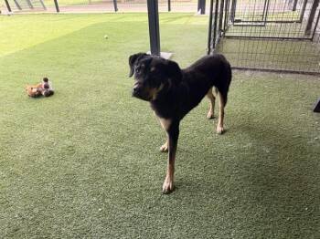 Rottweiler and Mixed Breed Dogs Available for Adoption in Rowlett, Texas - KANE | PetCurious