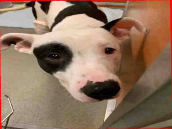 Rescue American Bulldog Dogs for Adoption in Doral, Florida - STITCH | PetCurious