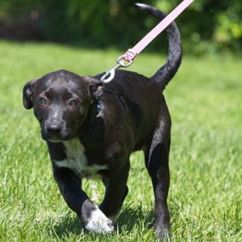 Nibbles -  Labrador Retriever Dog for Adoption in South Elgin, Illinois - Nibbles | PetCurious