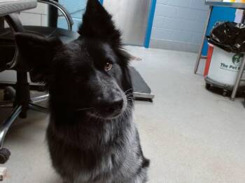 ESME -  Australian Shepherd and Mixed Breed Dog for Adoption in Albuquerque, New Mexico - ESME | PetCurious
