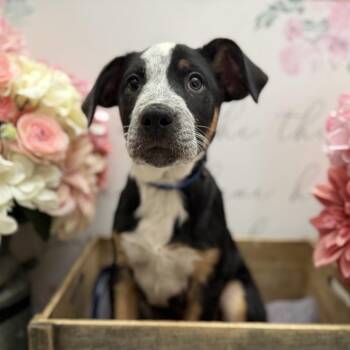 American Staffordshire Terrier and Cattle Dog Dogs Available for Adoption - Kimchi | PetCurious