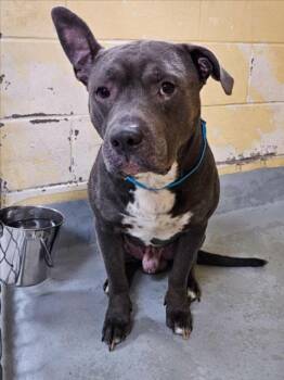 Pit Bull Terrier Dogs Available for Adoption in Tulsa, Oklahoma - BLUE | PetCurious