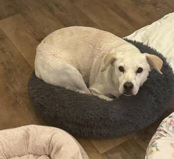 Rescue Yellow Labrador Retriever Dogs for Adoption in Bradenton, Florida - Chancey | PetCurious