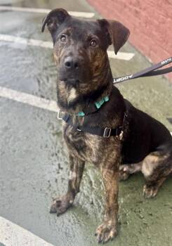 Pit Bull Terrier and Mixed Breed Dogs Available for Adoption - CARE BEAR | PetCurious