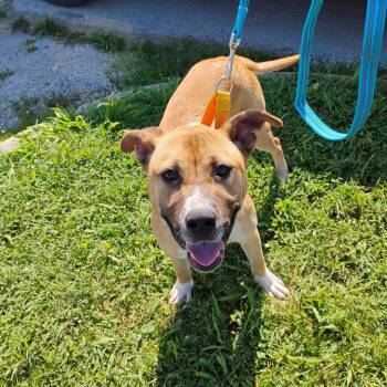 Topal -  Shepherd Dog for Adoption in East St. Louis, Illinois - Topal | PetCurious