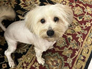 Yorkshire Terrier and Maltese Dogs Available for Adoption in Killingly, Connecticut - Sheldon (dog & Cat Friendly Puppy) | PetCurious