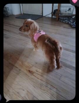 Dachshund Dogs Available for Adoption - DRUT UTAH EVEE  Salt Lake CIty UT | PetCurious