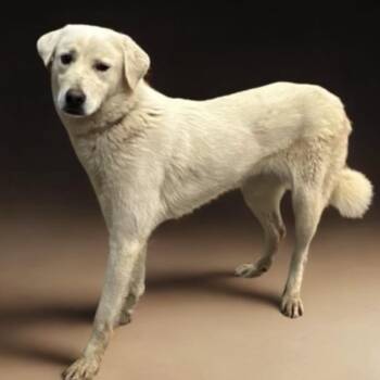 Yellow Labrador Retriever and Mixed Breed Dogs Available for Adoption - 213 (2026) Sunday | PetCurious