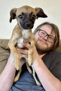 Rescue Chihuahua Dogs for Adoption in Roseburg, Oregon - Billy Bob | PetCurious