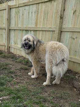 Great Pyrenees Dogs Available for Adoption - Miko Pyr | PetCurious