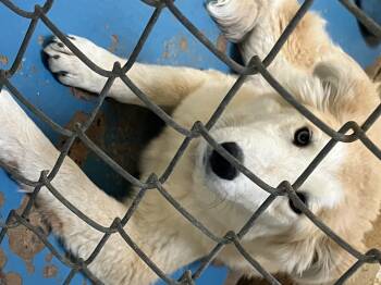 Husky Dogs Available for Adoption in Sylacauga, Alabama - Bunnie | PetCurious