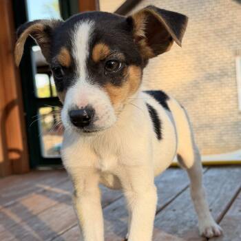 Chihuahua and Jack Russell Terrier Dogs Available for Adoption - George | PetCurious