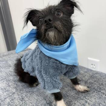 Pierre Sanders -  Chihuahua and Wirehaired Terrier Dog for Adoption in Cibolo, Texas - Pierre Sanders | PetCurious