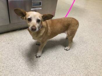 Dachshund and Mixed Breed Dogs Available for Adoption in Riverside, California - JILL | PetCurious