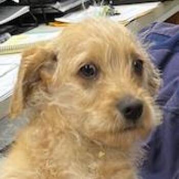 Yellow Labrador Retriever and Poodle Dogs Available for Adoption - NY Rex Avail Mar 7 (Tractor Supply Patterson NY) | PetCurious