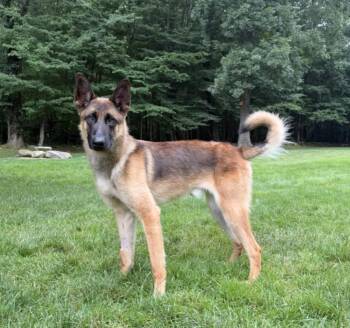Remington (Remy) - Located in Connecticut -  Belgian Shepherd Malinois Dog for Adoption in Imlay City, Michigan - Remington (Remy) - Located In Connecticut | PetCurious