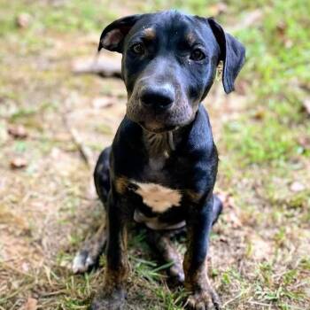 Rescue Pit Bull Terrier and Labrador Retriever Dogs for Adoption in Olive Branch, Mississippi - Lily ** Lil Bit** | PetCurious